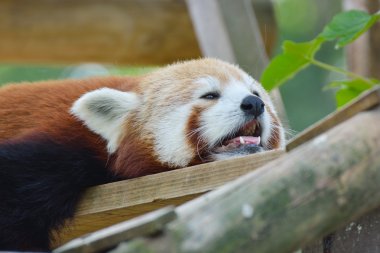 Red panda dinlenme