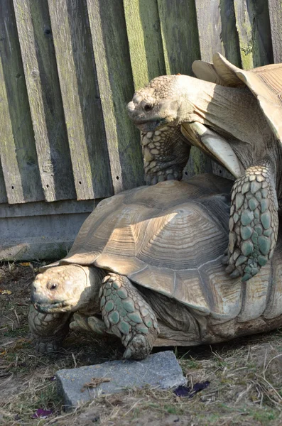 Sköldpaddor parning — Stockfoto