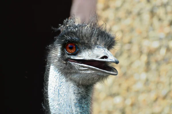 Emu head looking forward — Stock Photo, Image