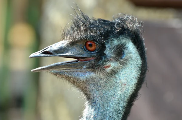 Head of Emu from Side — Stock Photo, Image