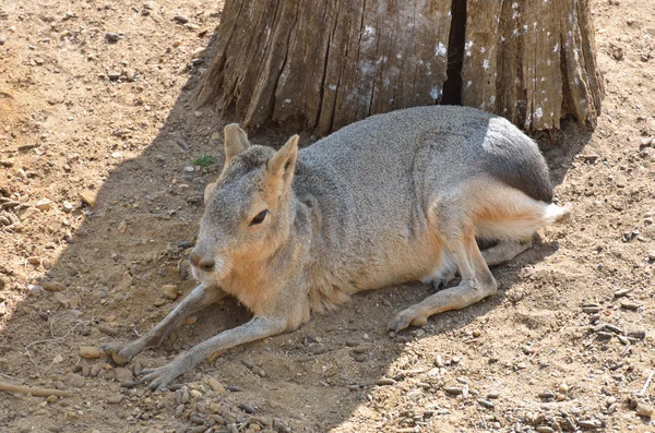 Cavy in Sombra — Fotografia de Stock