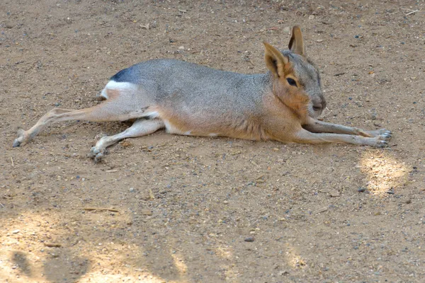 玛拉豚鼠躺在太阳 — 图库照片