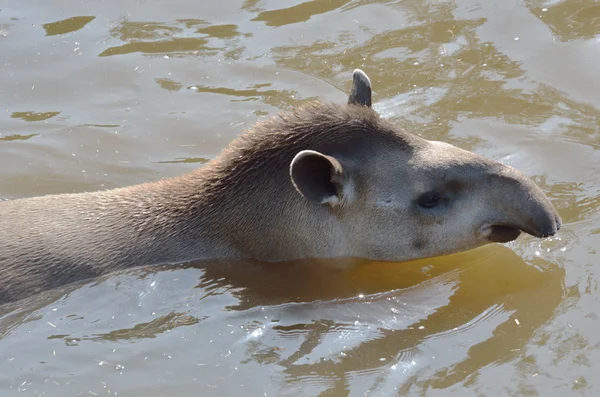 Baş ve omuzlar genç tapir — Stok fotoğraf