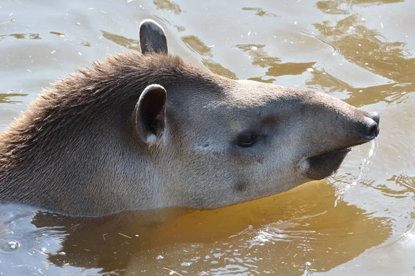 Young Tapir nadando — Foto de Stock