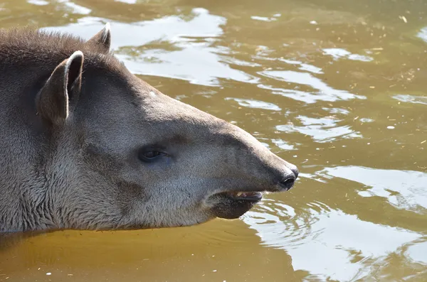 Cabeça de Tapir em água — Fotografia de Stock