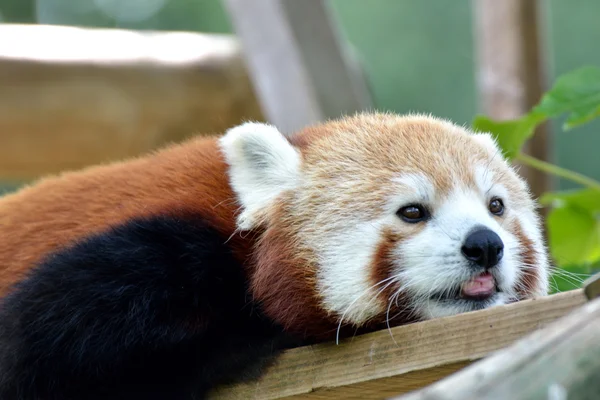 Güneşin altında yatan panda — Stok fotoğraf