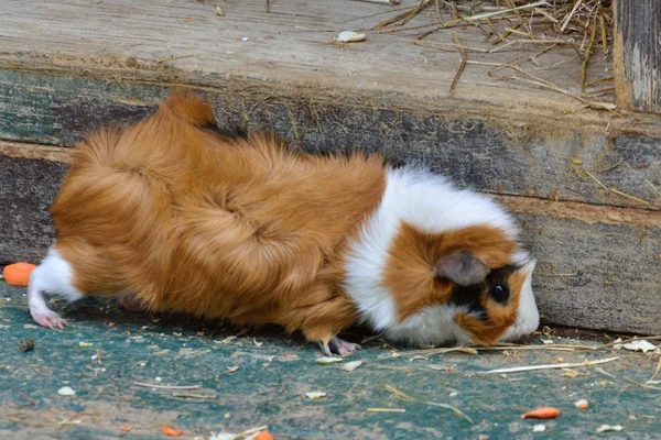 Cerdo de Guinea mascota —  Fotos de Stock