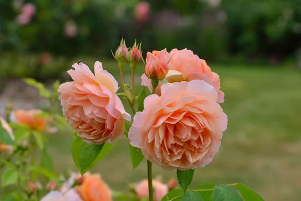 Rose rosa in giardino — Foto Stock