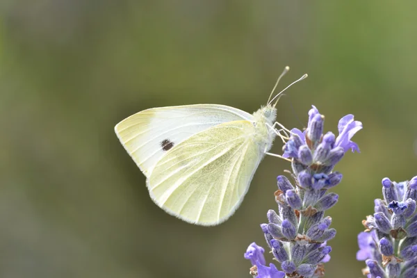 Pequeña mariposa blanca en primer plano — Foto de Stock
