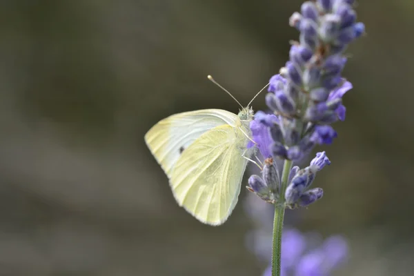 Kleine witte vlinder op lavendel — Stockfoto