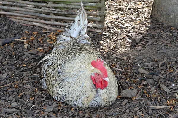 Szary i biały kurczaka w pozycji leżącej — Zdjęcie stockowe