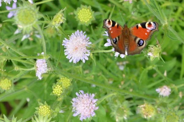 Pavão Borboleta sobre flores — Fotografia de Stock