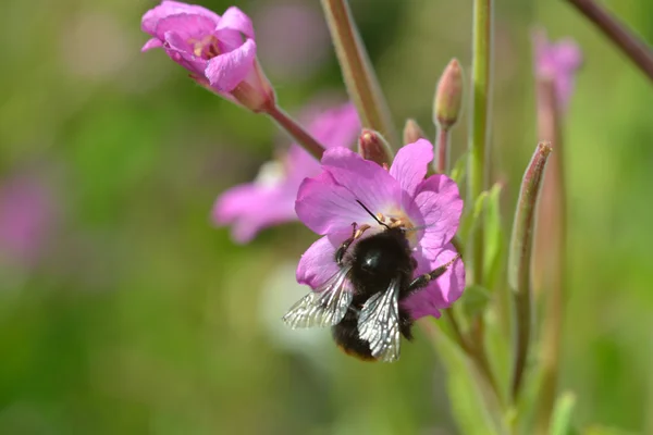 Včel opylujících divoká květina — Stock fotografie