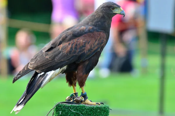 Harris hawk στέκεται στο πόλο — Φωτογραφία Αρχείου