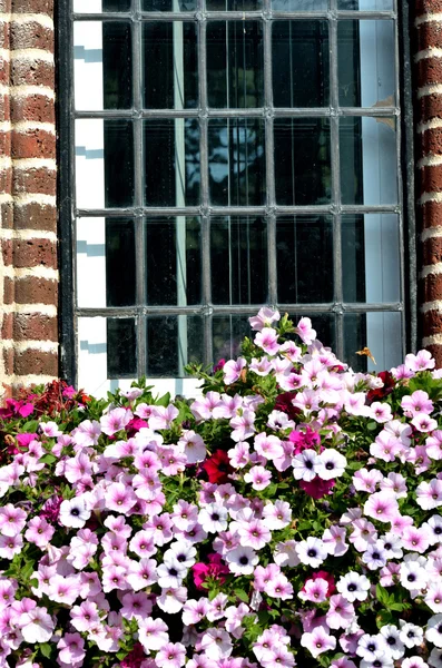 Flowers with window — Stock Photo, Image