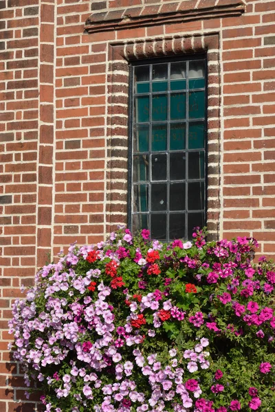 Fiori sotto la finestra — Foto Stock