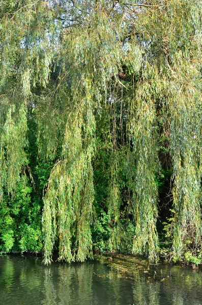 Willow tree över floden — Stockfoto