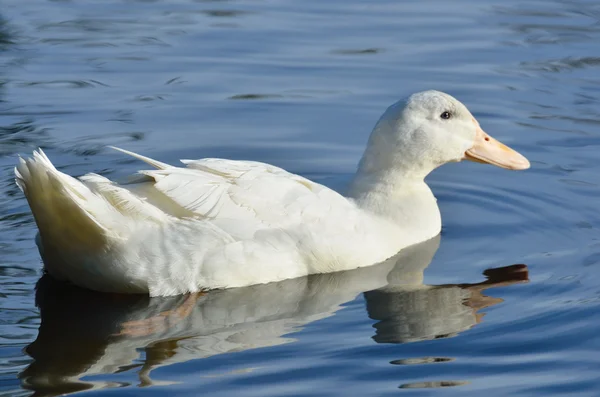 Aylesbury duck swimming — Stock Photo, Image