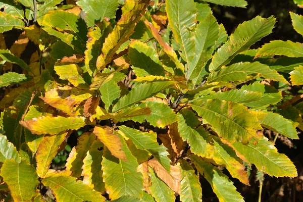 Autumn sweet chestnut leaves — Stock Photo, Image