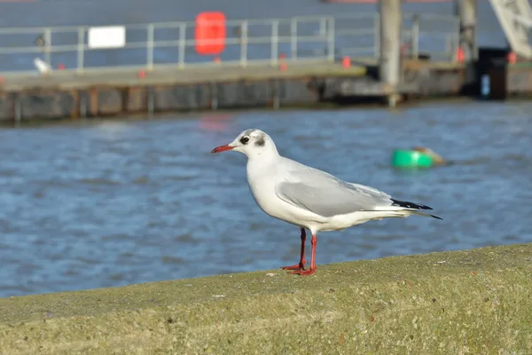 壁上に立っている 1 つのカモメ — Stock fotografie