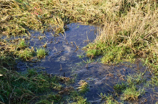 작은 물 웅덩이 잔디 — 스톡 사진