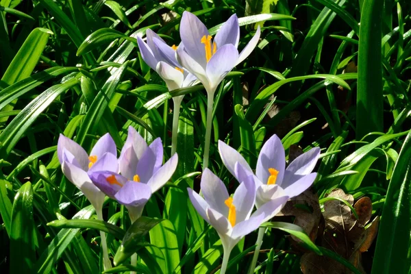 Wild Crocuses in spring time — Stock Photo, Image