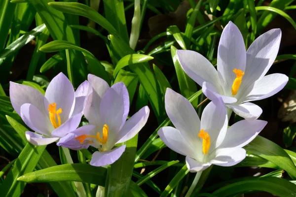 Group of wild Crocuses — Stock Photo, Image