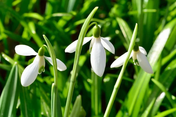 Small group of snowdrops — Stock Photo, Image