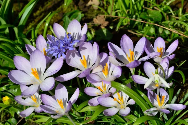 Large group of crocusus — Stock Photo, Image