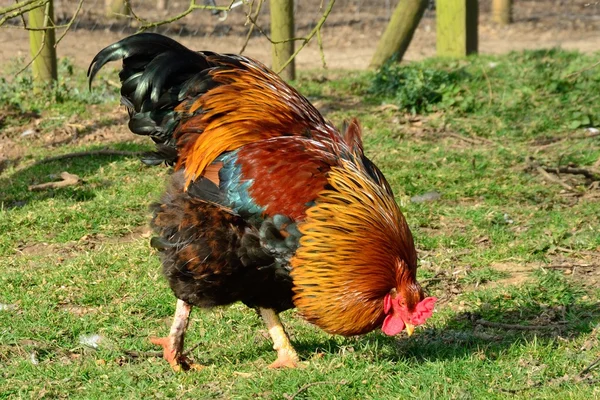 Handsome cockerel — Stock Photo, Image