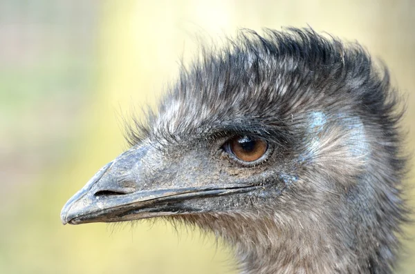 EMU hlava — Stock fotografie