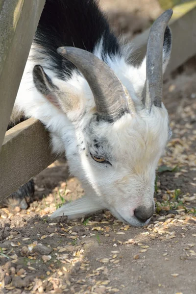 Cabeza de cabrito cabra comer — Foto de Stock