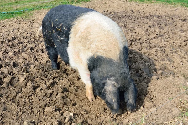 Free range pig feeding — Stock Photo, Image