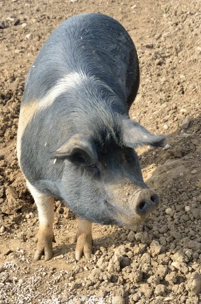 Рідкісна порода свиней стоїть — стокове фото