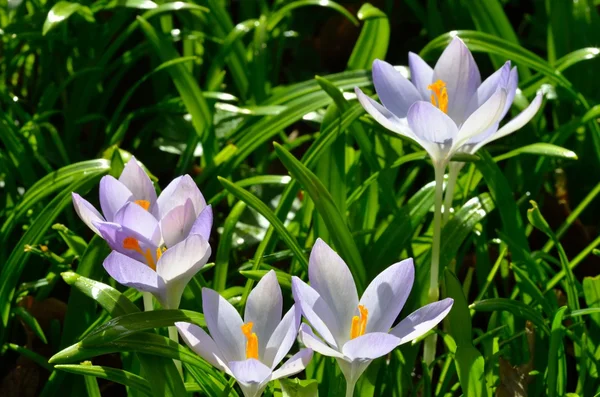 Group of purple crocuses — Stock Photo, Image