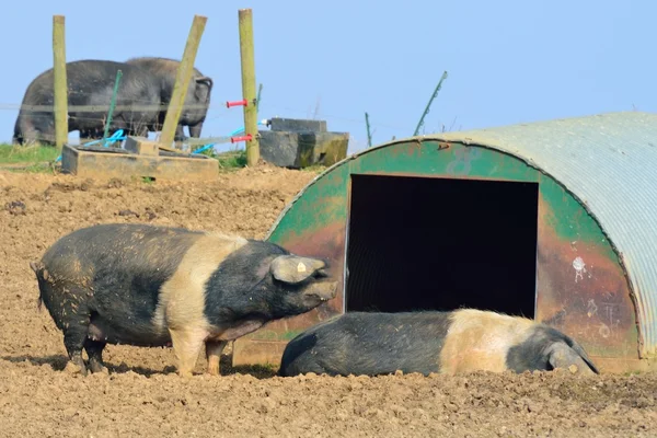 Free range pigs — Stock Photo, Image