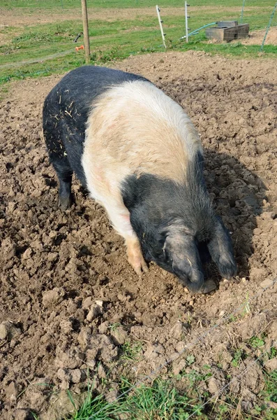 Cerdo y cerdo negro en el campo — Foto de Stock