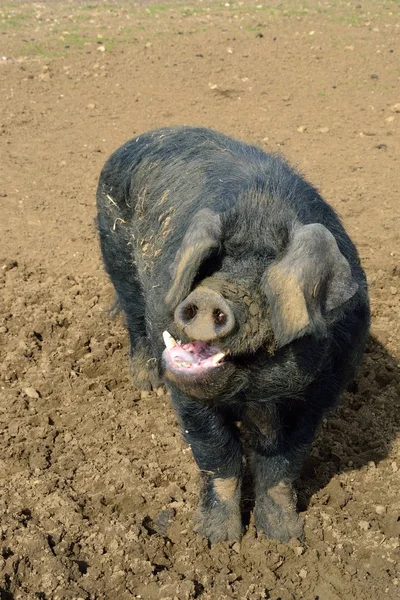 Schwarzes Schwein — Stockfoto