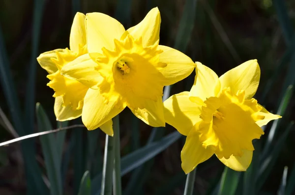 Pair of Daffodils close up — Stock Photo, Image