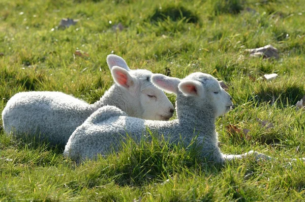 Twee lammeren liggen in veld — Stockfoto