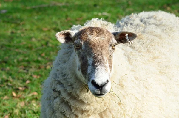 Enkele schapen — Stockfoto