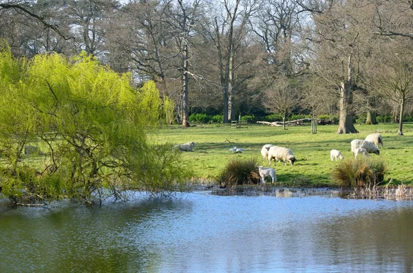 Lamm i engelska landsbygden med sjö — Stockfoto