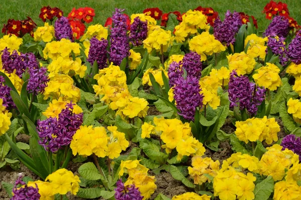 Flowerbed parlak çiçekler — Stok fotoğraf