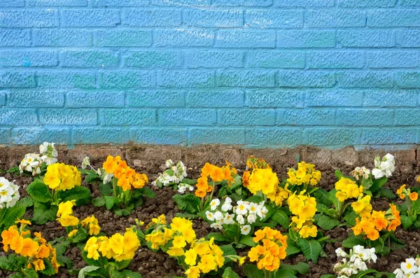 Blumen mit blauer Ziegelwand — Stockfoto