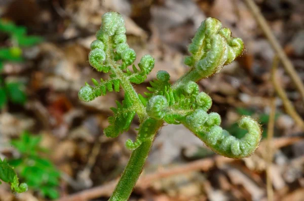 Fern Sprouting — Stock Photo, Image