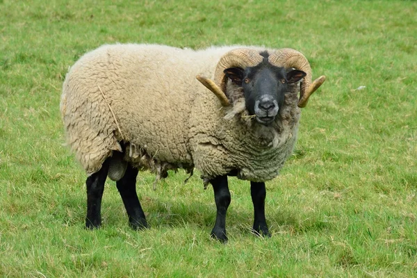 RAM-geheugen staande in veld — Stockfoto