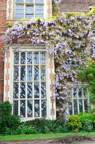 Duże okno tudor z wisteria — Zdjęcie stockowe