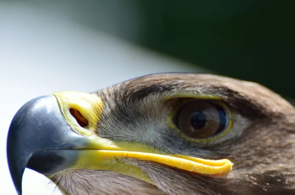 Head of eagle in extreme close up — Stock Photo, Image
