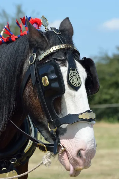 Hoofd van shire horse — Stockfoto