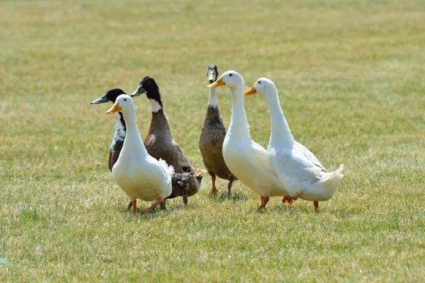 Patos de grupo pequeño — Foto de Stock